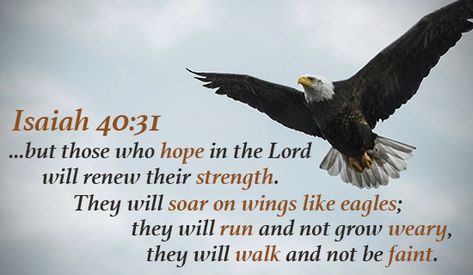 Free Renew my strength, O LORD eCard - eMail Free Personalized Scripture Cards Online Eagles Quotes, Run And Not Grow Weary, Hope In The Lord, Wings Like Eagles, Isaiah 40 31, Scripture Cards, God The Father, Favorite Bible Verses, Spiritual Inspiration