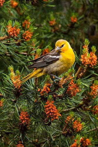 Kinds Of Birds, Bird Watcher, Yellow Bird, All Birds, Backyard Birds, Bird Pictures, Pretty Birds, Bird Photo, Colorful Birds