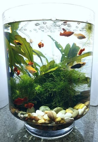 Planted Vase Aquarium, Indoor Water Garden With Fish, Water Terrarium With Fish, Terrarium With Fish, Planted Fish Bowl, Diy Aquarium Decor, Aquarium Bowl, Fish Tank Diy, Vase Aquarium