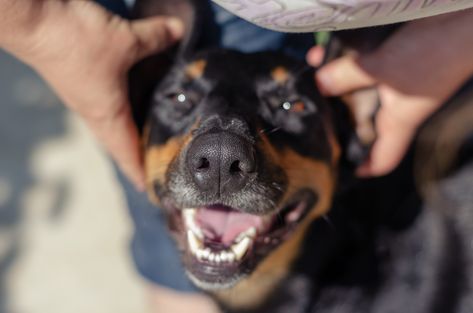 Doorbell camera capturing man's final selfie with beloved dog breaks hearts Doberman Breed, Marvel Photo, Doorbell Camera, Popular Dog Breeds, Most Popular Dog Breeds, American Kennel Club, Popular Dog, Beloved Dog, Doberman Pinscher