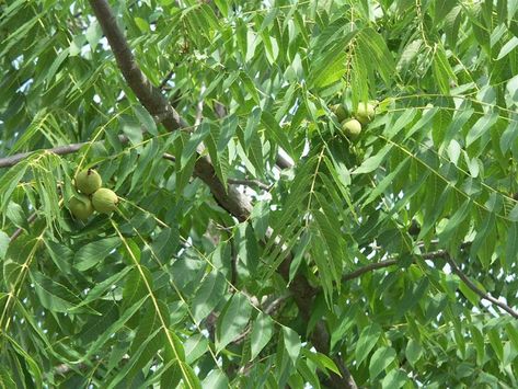 Black Walnut – Juglans nigra 1 Juglans Nigra, Nut Trees, Shade Trees, Deciduous Trees, Fall Color, Trees And Shrubs, Black Walnuts, Black Walnut, Squirrels