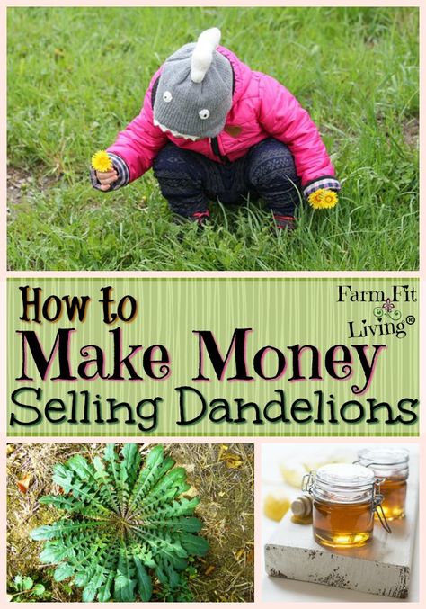 Ever wonder if you can make money selling dandelions growing naturally in your yard or field? Here are some markets to dabble in as well as some selling tips. #farmersmarkets #dandelions #springflowers via @www.pinterest.com/farmfitliving Homesteading Apartment, Dandelion Crafts, Apartment Aquaponics, Homesteading Life, Micro Farm, Herbal Health, Modern Homesteading, Food Gardening, Homesteading Diy