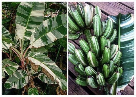 Variegated Banana Plant, Musa Banana, Banana Plant, Garden Goals, Banana Plants, Master Gardener, We The Best, Rare Plants, Garden Room