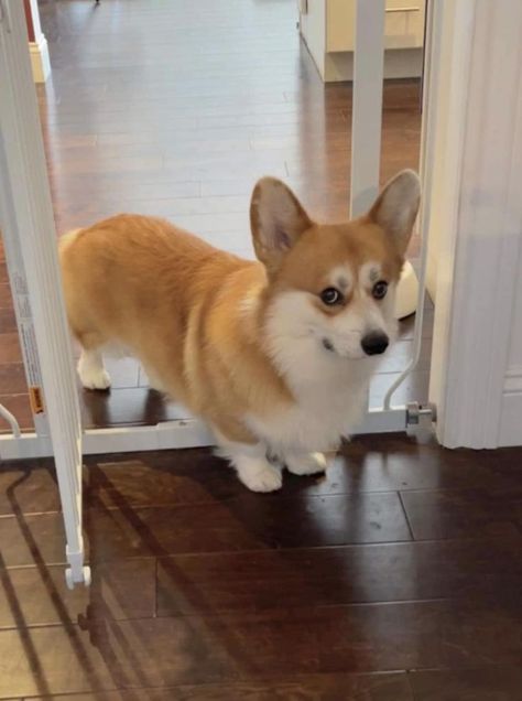 Fat Corgi, Baby Corgi, Cute Corgi Puppy, Corgi Pictures, Cute Dogs Images, Corgi Pembroke, Corgi Butts, Very Cute Dogs, Corgi Puppy