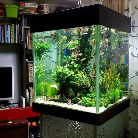 Cube Fish Tank Ideas, Cube Aquascape, Tall Aquarium, Aquascape Ideas, Fish Tank Stand, Cool Fish Tanks, Aquascape Design, Fish Tank Design, Fresh Water Fish Tank