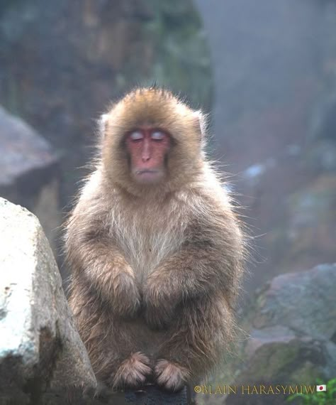 Snow Monkeys Japan, Monkey Photo, Japanese Monkey, Japanese Snow, Japanese Macaque, Summer Japan, Snow Monkeys, Leaves Photo, Snow Monkey