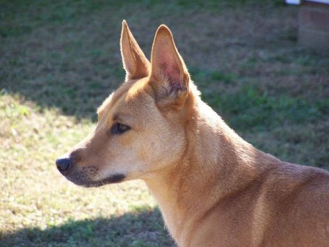 Carolina American Dingo, Dog Species, Dingo Dog, Italian Dogs, Ancient Dogs, Teach Dog Tricks, Karelian Bear Dog, Carolina Dog, Rare Dog Breeds