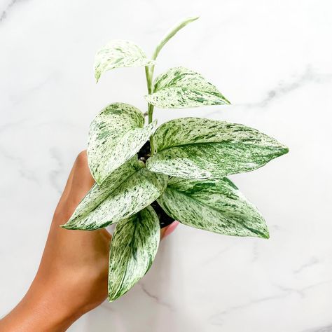 Scindapsus Treubii Moonlight Marble 💚✨ . . Shop rare houseplants and more⬇️ Save 10% on all orders over $150 www.plantlifelex.com - Link in bio! Checkout code: CHECKOUT150 . Visit the link in my bio for my YouTube channel, TikTok, Amazon favorites and discount codes🤍 . #houseplants #plants #plantsofinstagram #plantlover #indoorplants #houseplantsofinstagram #plantlife #plantstagram #plantaddict #plantlove #indoorplant #plantsplantsplants #plantsmakepeoplehappy #plantlifelex #planttips #pla... Scindapsus Treubii Moonlight, Treubii Moonlight, Rare Houseplants, Plant Fungus, Amazon Favorites, Discount Codes, Plant Life, Plant Lover, My Youtube Channel