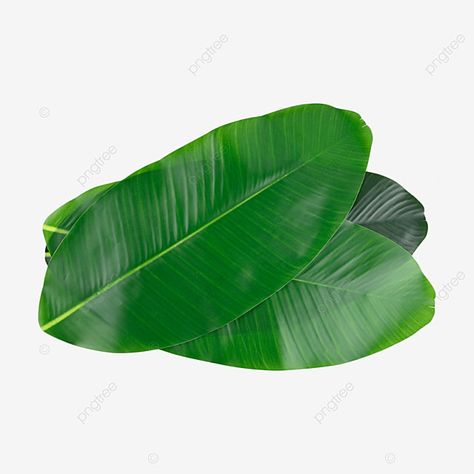 Leaves Png, Beach Clipart, Remove Background From Image, Leaf Clipart, Flower Gift Ideas, Tree Clipart, Business Colors, Leaf Drawing, Banana Leaves