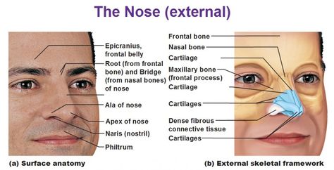 external nose cartilage, philtrum, naris, apex, ala of nose, bridge Ethmoid Bone, Nose Anatomy, Nose Structure, Ethnic Nose, Anatomy Pictures, Human Nose, Nose Surgery Rhinoplasty, Paranasal Sinuses, Nasal Obstruction