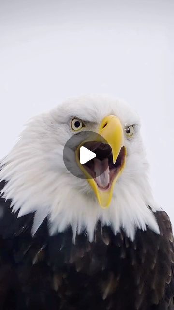 Beat Glanzmann on Instagram: "The scream of an eagle is piercing and majestic, echoing through the vast expanse of the sky with a sense of power and freedom. 

It’s a sound that evokes a sense of awe and reverence for these magnificent birds of prey.

#eagles #eaglephotography #baldeaglesofinstagram #baldeagles #phototours #photographyworkshop #birdsofinstagram #wildlife_photography #naturephotography #alaska #alaskalife #haines
Eagle photography Photo tour Alaska wildlife" Eagle Photography, Alaska Wildlife, Screaming Eagle, The Scream, An Eagle, Photography Workshops, Birds Of Prey, Photography Photos, Wildlife Photography