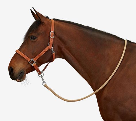 Hermes full leather halter in natural cowhide and nickelled metal, adjustable noseband and headstall, quick release at the throat with a snap hook, "Hermes Sellier" stamping and saddle-stitched seams, one size Hermes Saddle Pad, Hermes Sellier, Hermes Horse, Horse With Saddle, Horse Tack Rooms, Tack Rooms, Hermes Leather, Horse Equipment, Leather Halter