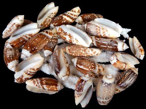 Click here to go back Olive Shell, Coral Lamp, Shark Jewelry, Hermit Crab Shells, Red Coral Jewellery, Types Of Shells, Crab Shells, Shell Mirror, Glass Floats