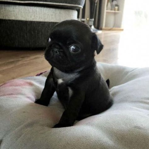 #pug #dog #puglife #pugs #puppy #dogs #cute #puglove #pugpuppy #love #puppylove #pet #doglover #pets #mops #peugeot #pugnation #puppies #puglover #pugworld Black Pugs, Black Pug Puppies, Cute Pug Puppies, Baby Pugs, Black Pug, Pug Puppies, Pugs Funny, Cute Pugs, Pug Love