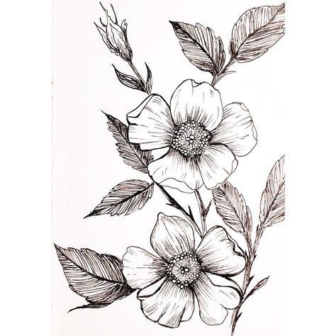 Small Wild Rose Tattoo, Botanical Tattoo Design Drawings, Wild Rose Tattoo Design, Wild Rose Embroidery, Dogrose Tattoo, Wild Rose Drawing, Rose Ink Drawing, Wild Rose Illustration, Wild Flower Drawing