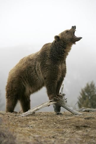 American Black Bear, North American Animals, American Wildlife, North American Wildlife, Eagle Painting, Hear Me Roar, Photography Wildlife, Bear Pictures, We Bare Bears