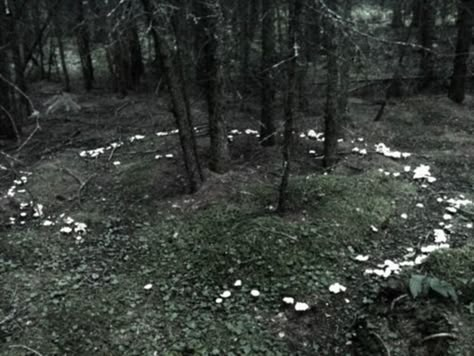 Faerie Ring, Fairy Rings, Fae Aesthetic, Fairy Circle, Mushrooms Growing, Fairy Ring, Between Two Worlds, The Fae, Hakone