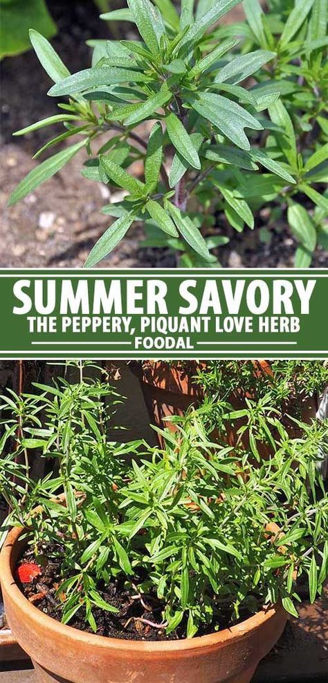 How To Dry Summer Savory, Savory Herb Uses, Summer Savory Herb Recipes, Summer Savory Herb, Savory Plant, Summer Savory, Edging Plants, Types Of Herbs, Savory Herb