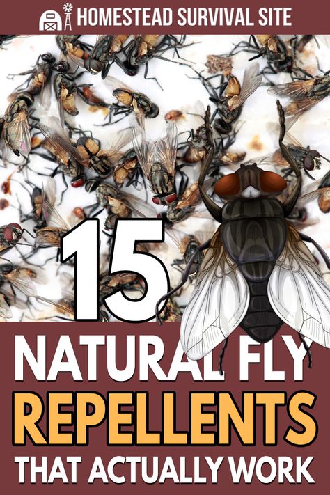 15 Natural Fly Repellents That Actually Work Homemade Fly Traps Outdoor, What Kills Flies, Natural Fly Trap, Fly Repellant Diy, Killing Flies, Natural Fly Repellant, Flies Outside, Natural Mosquito Repellant, Natural Pest Control