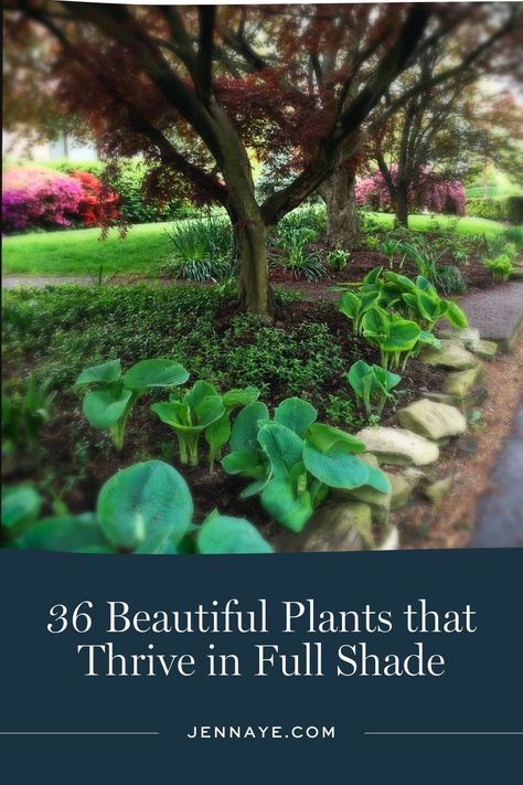 36 Beautiful Plants that Thrive in Full Shade Plants That Thrive In Shade, Full Shade Perennials, Full Shade Plants, Garden Shade, Shade Tolerant Plants, Large Trees, Log House, Best Plants, Shade Perennials