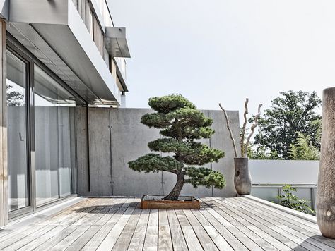 Garden Bonsai tree Garden Bonsai Tree, Garden Bonsai, Japanese Garden Landscape, Minimalist Garden, Japan Garden, Japanese Garden Design, Outdoor Living Design, Casa Exterior, Bonsai Plants