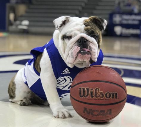 Drake University, Dream College, Game On, Mens Basketball, Drake, Bulldog, Basketball, University, Quick Saves