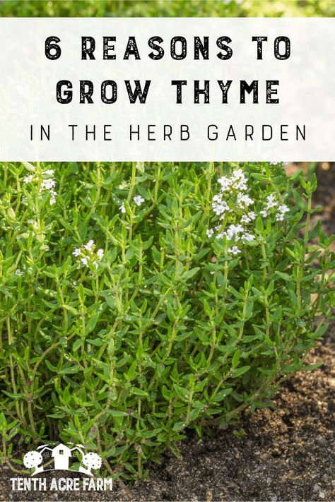 Thyme Benefits, Grow Thyme, English Thyme, Thyme Uses, Thyme Garden, Growing Thyme, Herbs Growing, Thyme Plant, Creeping Thyme