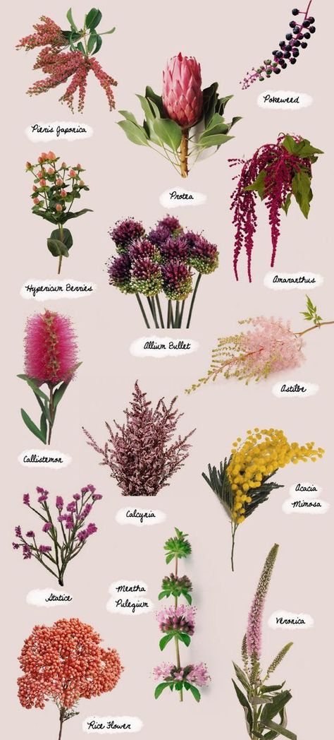 Flowers And Their Names, Pieris Japonica, Flower Chart, Hypericum Berries, نباتات منزلية, Different Types Of Flowers, Flower Guide, Have Inspiration, Flower Names