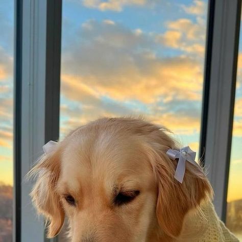 Golden Retriever Official🐶♥️ on Instagram: "Matching the sunnyy set🌤️🎀

Me thinks yewow wooks good on me💛

I’m so happy to have so many fwends here, let me know if you have a doggo in the comments and what bweed🤍

🎥: @hazelbearperna" Golden Retriever Girl, Preppy Dog, Dog Aesthetic, Very Cute Puppies, Cute Small Animals, A Golden Retriever, Cute Animals Puppies, Dog Photograph, Cute Animal Photos