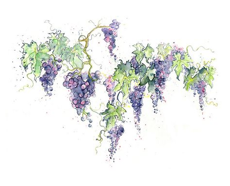 Red Wine Grape Vines Grape Drawing, Wine Tattoo, Vine Drawing, Wine Label Packaging, Wine Grape, Vine Tattoos, Watercolor Fruit, Wine Art, Mom Tattoos