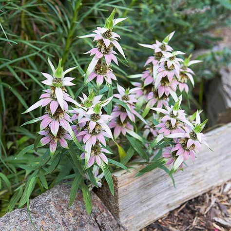 Spotted bee balm Monarda punctata is native to most of the eastern half of the United States, where it grows best in dry, sandy soils. The creamy-white flowers dotted in purple are relatively small, but the lavender-pink bracts are quite showy. The plant smells like oregano. Zones 4-10 Bee Balm, The Plant, How To Grow, Oregano, To Grow, Bee, Flowers