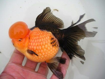 CHINESE GOLDFISH Chunky Goldfish, Drawing Aquarium, Aesthetic Goldfish, Chinese Goldfish, Goldfish Species, Fish Aesthetic, Oranda Goldfish, Pet Goldfish, Oscar Fish