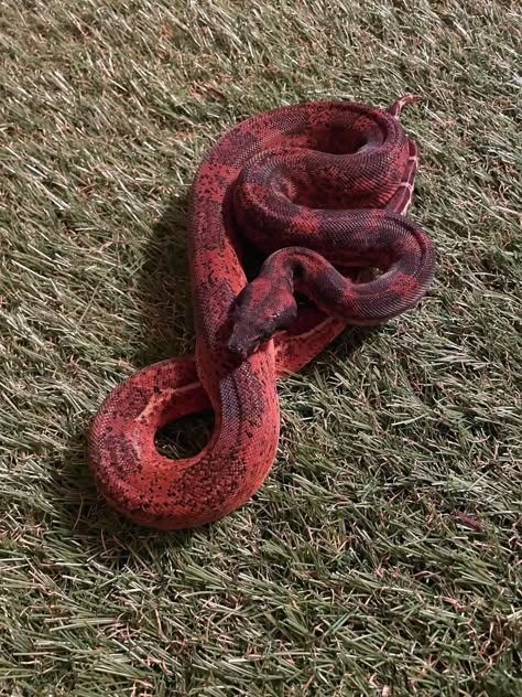 White Boa Constrictor, Albino Boa Constrictor, Boa Constrictor Morphs, Red Snakes, Pet Snakes, Baby Snakes, Cool Snakes, Pretty Snakes, Boa Constrictor