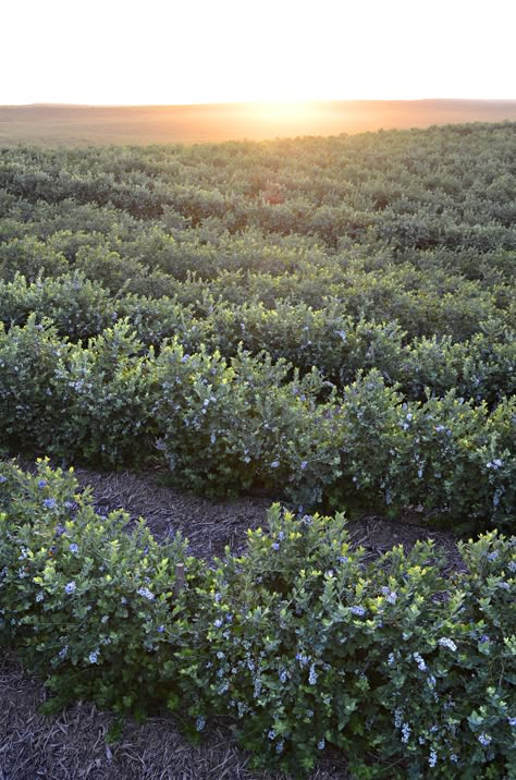 Sunset at our blueberry farm.  Photo courtesy of Gourmet Trading Company. Pick Your Own Berry Farm, Blueberry Farm Aesthetic, Sunset Gourmet, Blueberry Field, Farm Sunset, Highbush Blueberry, Disneyland Holidays, Heating A Greenhouse, Berry Garden