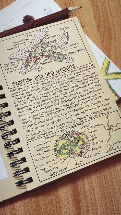 Anatomy Of Sea Animals, Marine Biology Anatomy, Marine Biology Study Notes Aesthetic, Marine Biology Student, Studying Marine Biology, Marine Biology Drawings, Oceanography Aesthetic, Marine Biology Books, Starfish Sketch