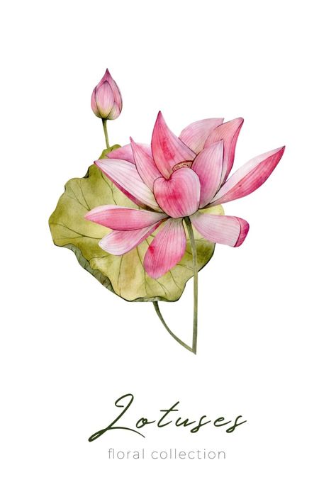 Different Flower Petals Drawing, Lotus Drawing Reference, Watercolour Lotus Flower, Waterlily Watercolor Painting, Water Lily Painting Watercolors, Waterlily Drawing, Lotus Flower Painting Watercolors, Drawing Lotus Flower, Waterlily Watercolor