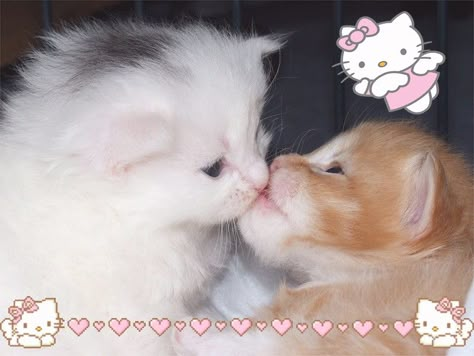 Two Kittens, Cats In Love, Shotting Photo, Wholesome Memes, Cute Memes, Silly Cats, Cat Cat, Meow Meow, Kitty Cats