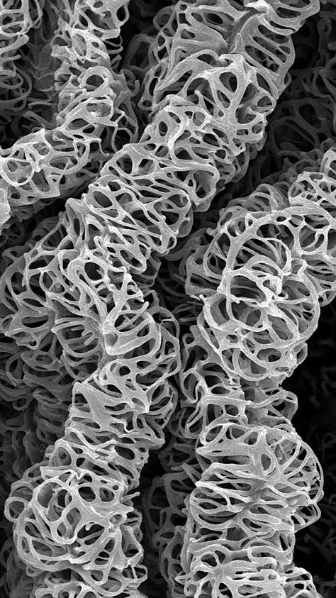 Magnified Nature - microscopic mushroom with complex natural structures; organic texture Microscope Images Nature, Microscopic Photography Bacteria, Organic Shapes In Nature, Mushroom Texture, Microscope Photography, Nature Structure, Electron Microscope Images, Scanning Electron Microscope, Microscopic Organisms