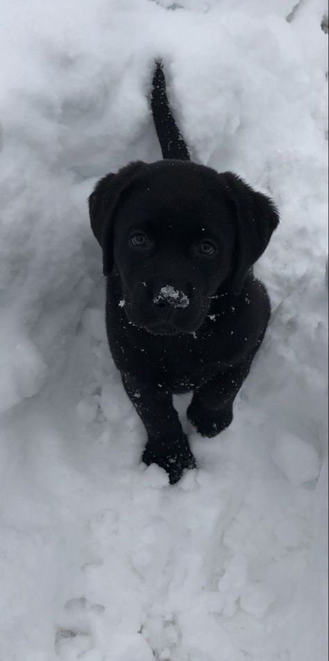 Dogs Black Aesthetic, Black Puppies Aesthetic, Black Retriever Aesthetic, Puppy Black Labrador, Black Labrador Puppy Cute, Labrador Black Puppy, Black Lab Puppies Aesthetic, Black Retriever Puppy, Black Labs Puppy