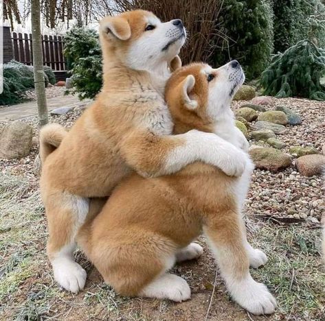 Akita Puppies For sale near me in USA Akita Puppies For Sale, Cute Puppies For Sale, Largest Horse Breed, Puppies For Sale Near Me, Akita Puppies, Most Beautiful Dogs, Clydesdale Horses, Akita Dog, Very Cute Dogs