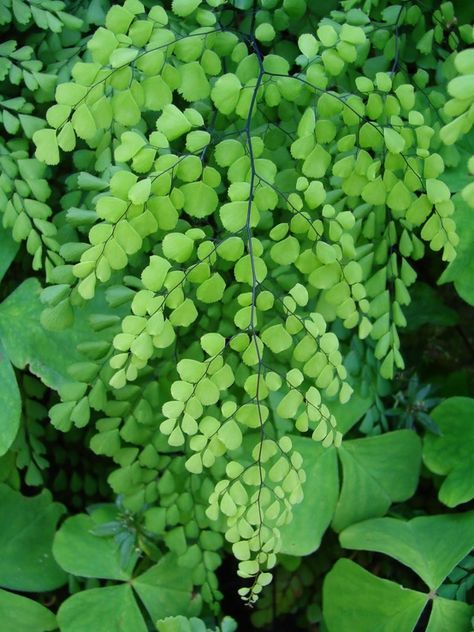 Maidenhair Fern: Fiddlehead Fern, Maidenhair Fern, Ferns Garden, Have Inspiration, Shade Plants, Shade Garden, In The Forest, Dream Garden, Garden And Yard