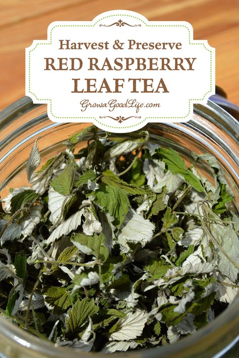 Red raspberry leaf tea has been used for centuries as a natural remedy for conditions involving the uterus including pregnancy, childbirth, menstruation, and menopause. See how to harvest and preserve your own raspberry leaf tea. Red Raspberry Leaf Tea, Raspberry Leaves, Cooking With Turmeric, Raspberry Leaf Tea, Red Raspberry Leaf, Raspberry Leaf, Natural Healing Remedies, Herbal Healing, Diy Remedies