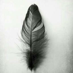 Feather Photography, Simple Texture, Feather Tattoo, Feather Art, Minimalist Photography, Minimalist Home Decor, Black Feathers, Black N White, White Photo