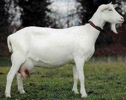 Rams Horns, Breeding Goats, Alpine Goats, Goat Herding, Dairy Goats, Farm Animals, Agriculture, Mammals, Goats