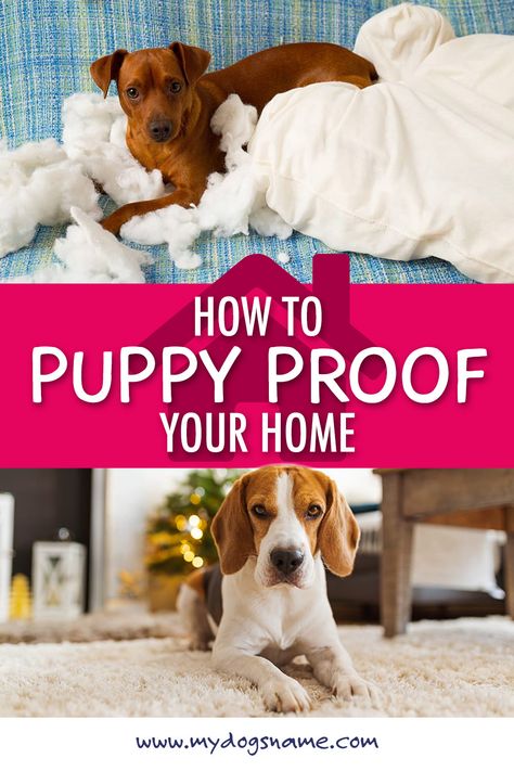 How To Dog Proof Your House, Dog Proof House Ideas, Dog Proofing House, How To Puppy Proof Your House, Puppy Proofing House Ideas, Puppy Proofing House, Puppy Training Guide, Annie Mae, Puppy List