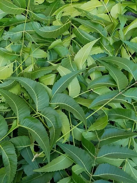 Skin Care Indian, Neem Leaves, Natural Acne Remedies, Acne Remedies, Natural Health Remedies, Leaf Decor, Birth Control, Acne Skin, Nourishing Hair