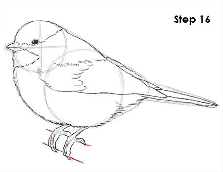 Chickadee Bird Drawing 16 Chickadee Drawing, Tovad Ull, Draw Birds, Drawing Birds, Chickadee Bird, Pencil Drawing Tutorials, Bird Drawing, Watercolor Birds, Chickadees