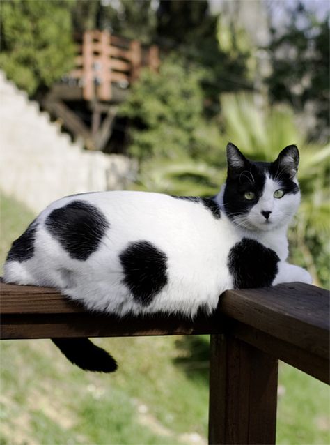 black & white polka dot cat White Cat With Black Spots, Cat Fence, Russian Blue Cat, Curious Cat, Charles Darwin, Outdoor Cats, Kitty Kitty, White Cats, White Fur