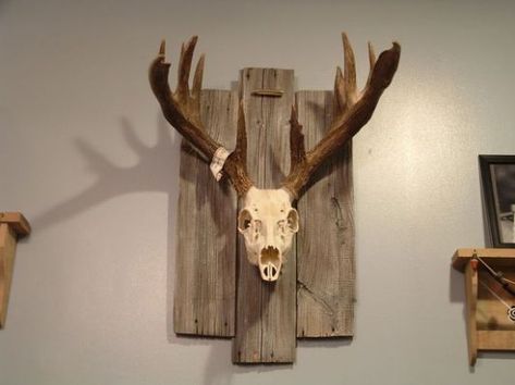 Skull Mount Ideas, Elk Mount, European Mount Ideas, Deer Antler Ideas, Deer Mount Decor, Euro Mount, Deer Mount Ideas, Antler Mounts, European Mounts