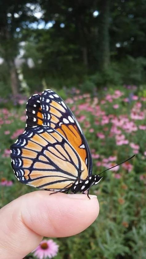 Spring Flowering Trees, Fine Gardening Magazine, Butterfly Video, Pretty Butterflies, Privacy Plants, Beautiful Butterfly Pictures, Growing Greens, Bees And Butterflies, Monarch Butterflies